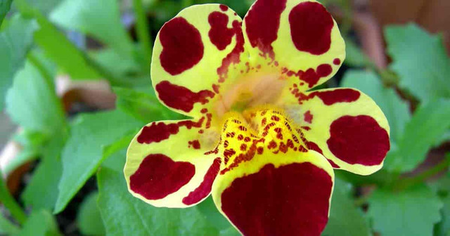 monkey-flower