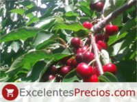 Types of cherry: Utah Giant