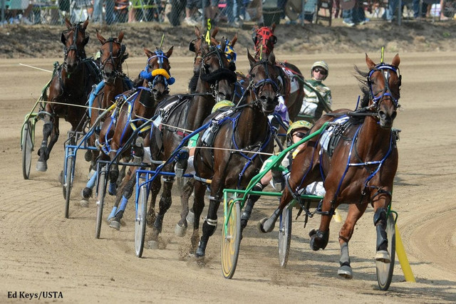 Harness-racing3
