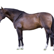 caballo