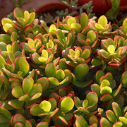 IMG-3694