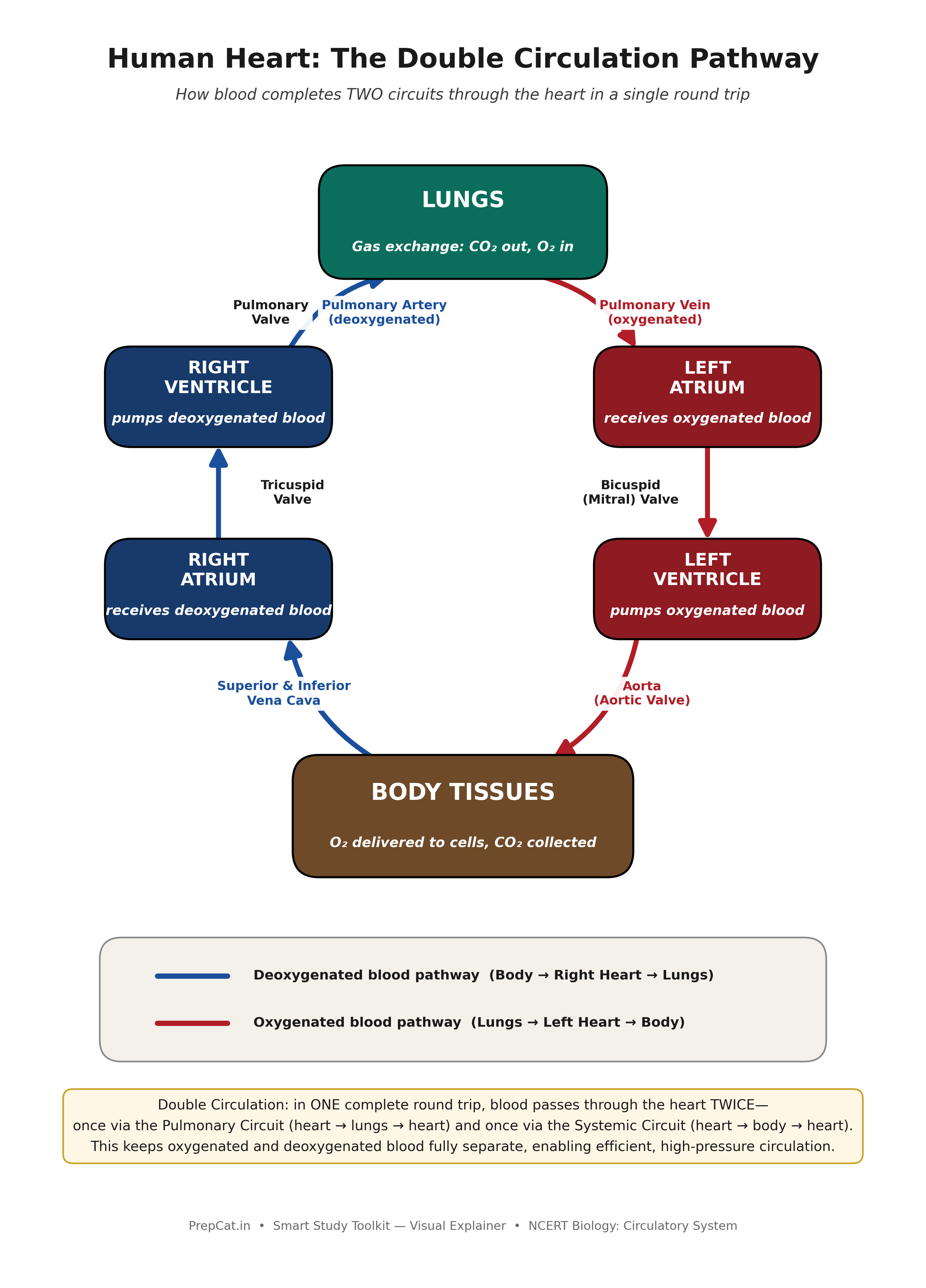 Human Heart: Double Circulation Pathway — A Visual Explainer