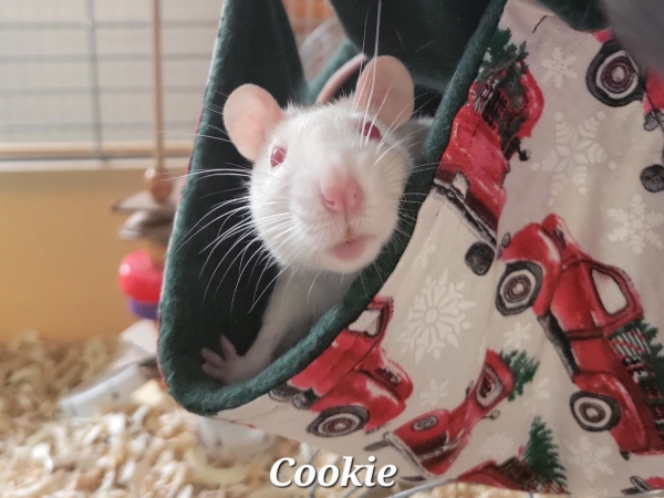 cookie (2)