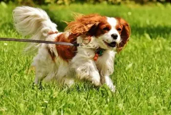 The Top 7 Activity Trackers for Cavaliers in 2026
