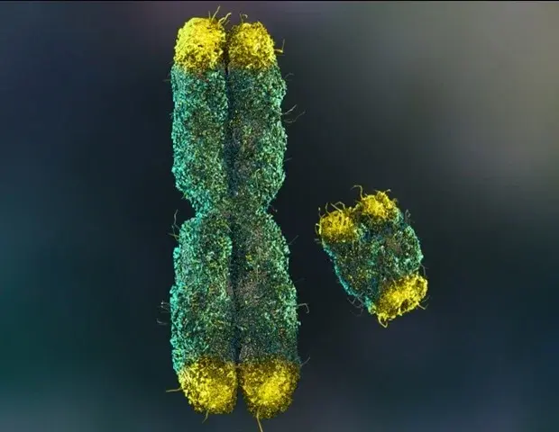 Human Telomerase Varies Across Species