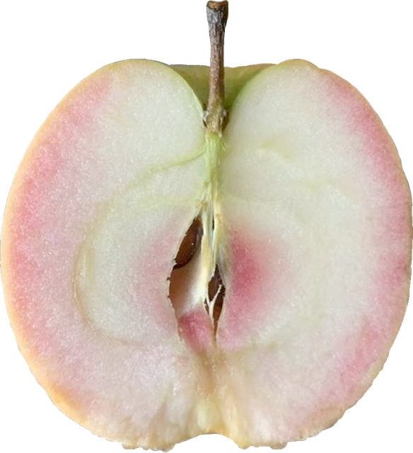 apple: angelicdewdrops on tumblr; transparency by me