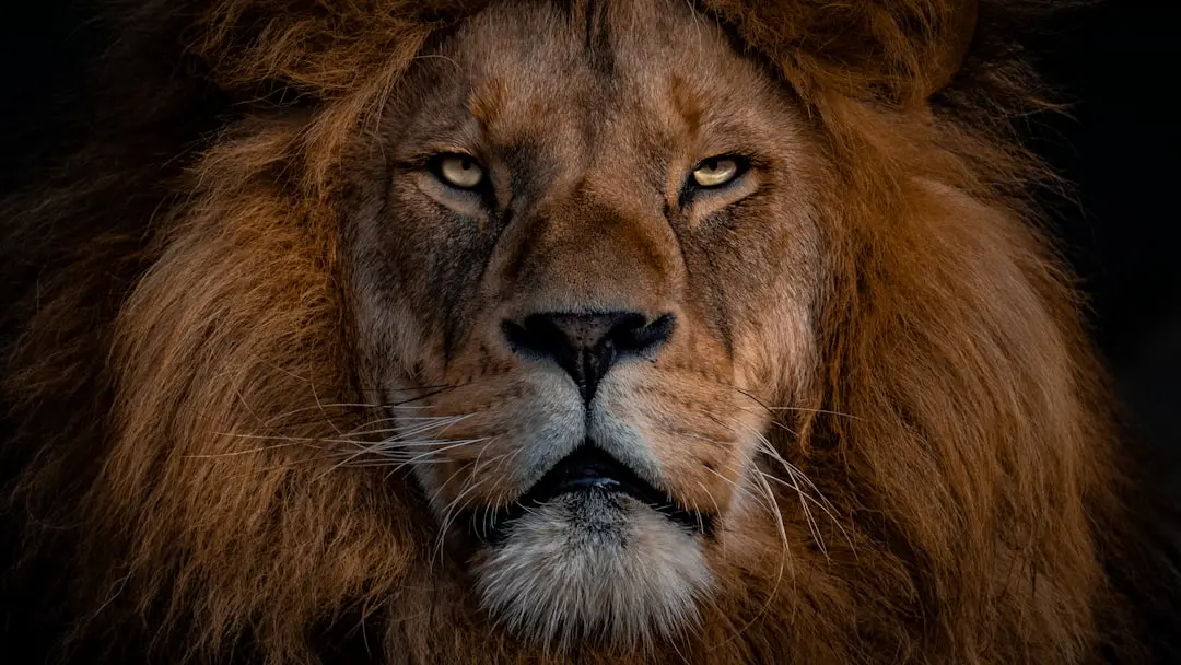 Fericirile lui Leo se aliniază pe 15 august 2026