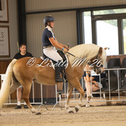 bestgaand haflinger 3