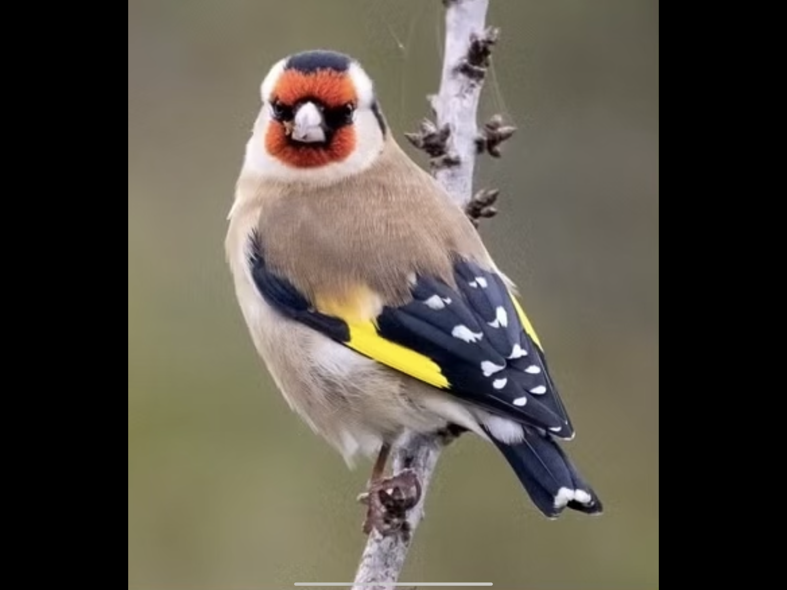 最近認識された鳥の写真