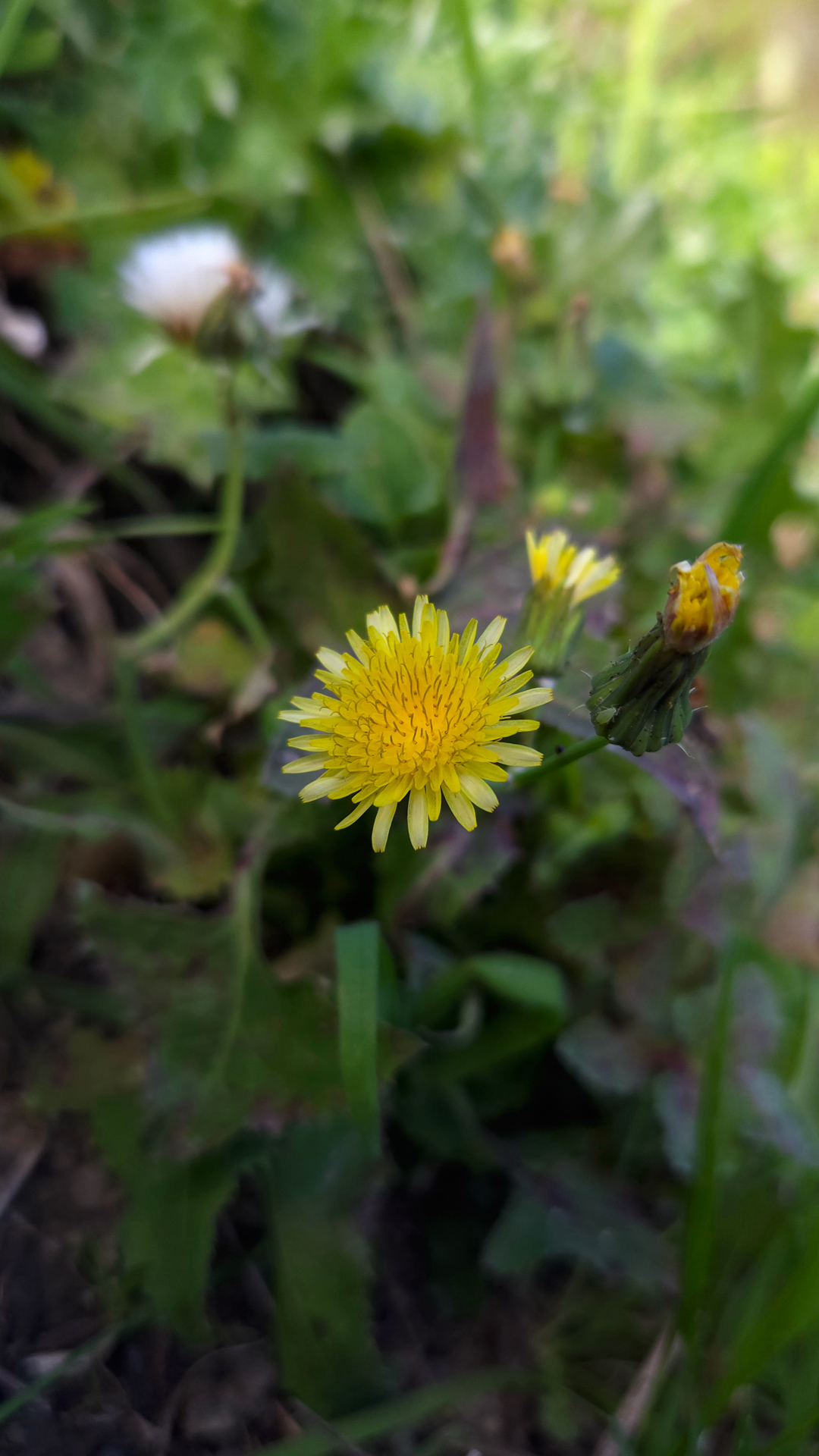 Snow Thistle