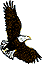 bird20