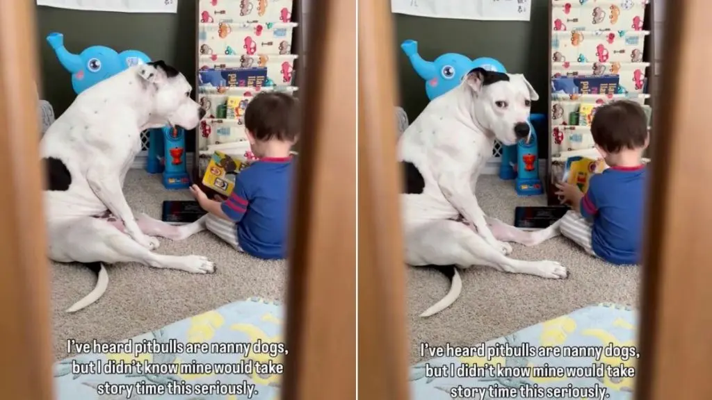 Loyal Pit Bull Becomes Dedicated Guardian During Quiet Reading Time