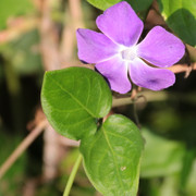Purple flower