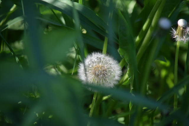 DSC 0195