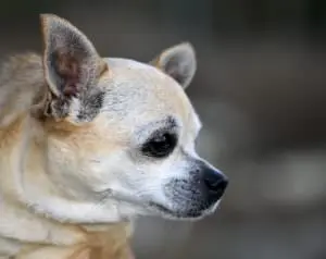 Senior Dog Care: Tips for a Comfortable Golden Years