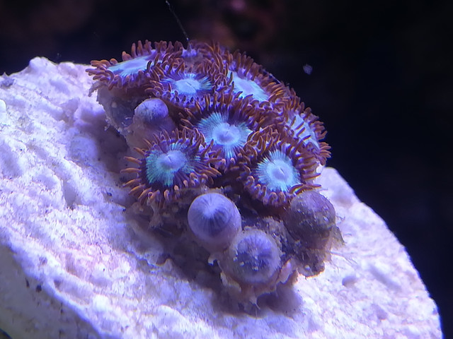 dig