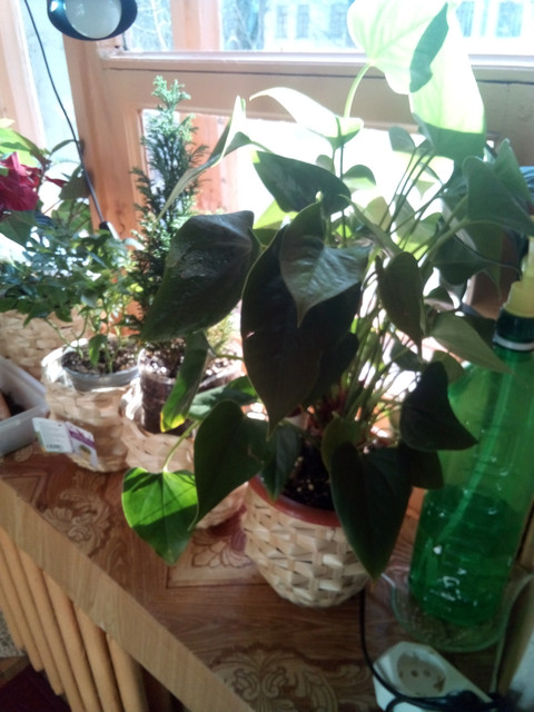 IMG-20220401-085907.jpg