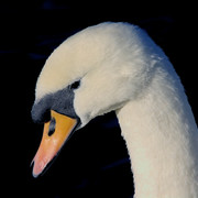 IMGP9664