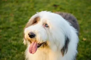 Choosing the Best Joint Supplement for Old English Sheepdogs