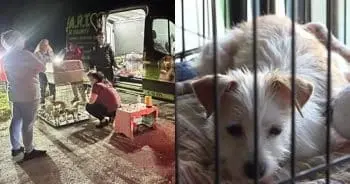 Dozens of Chihuahuas Abandoned in Florida