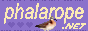phalarope