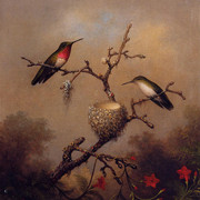 Ruby-Throated-Hummingbird
