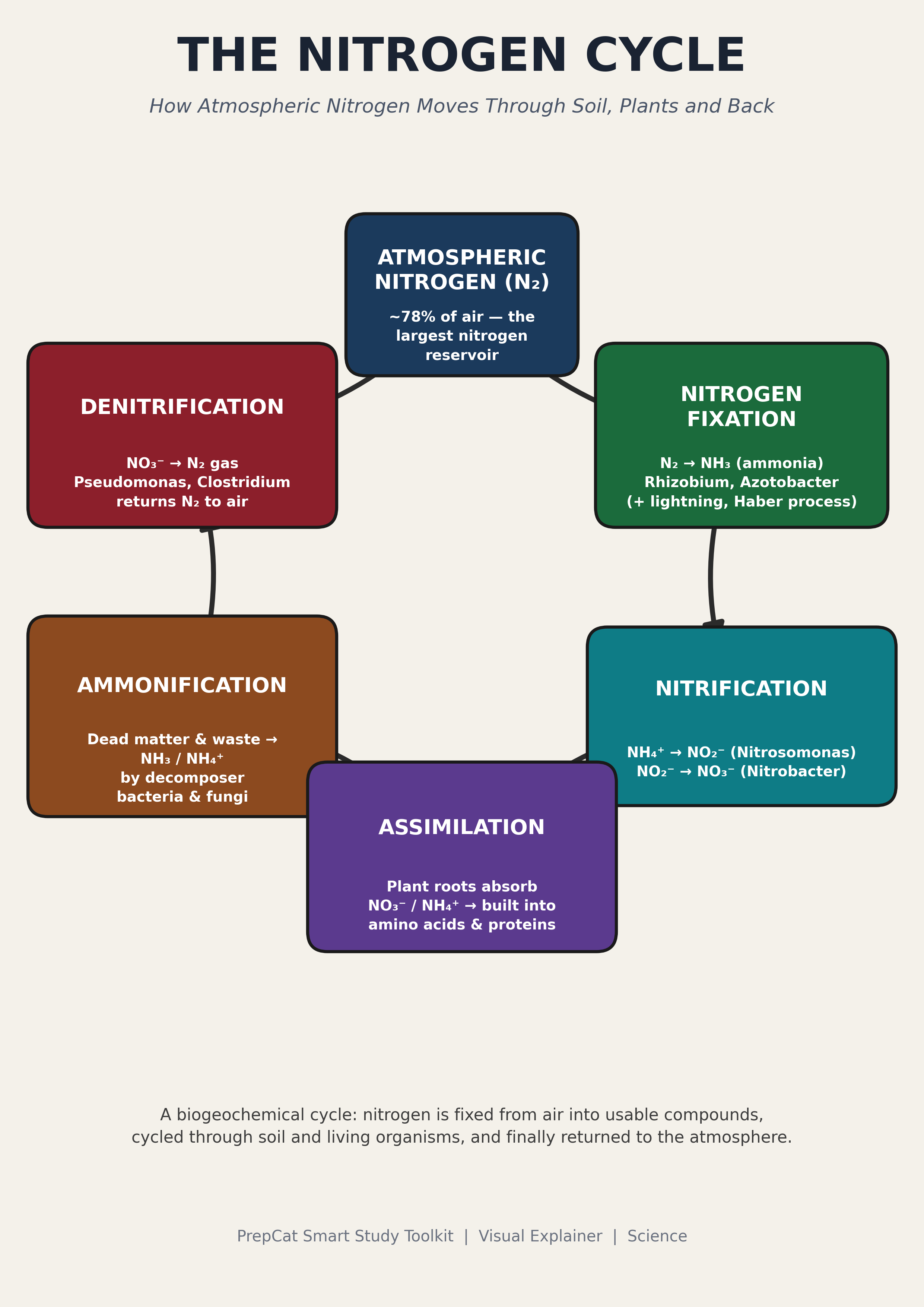 The Nitrogen Cycle: A Visual Explainer