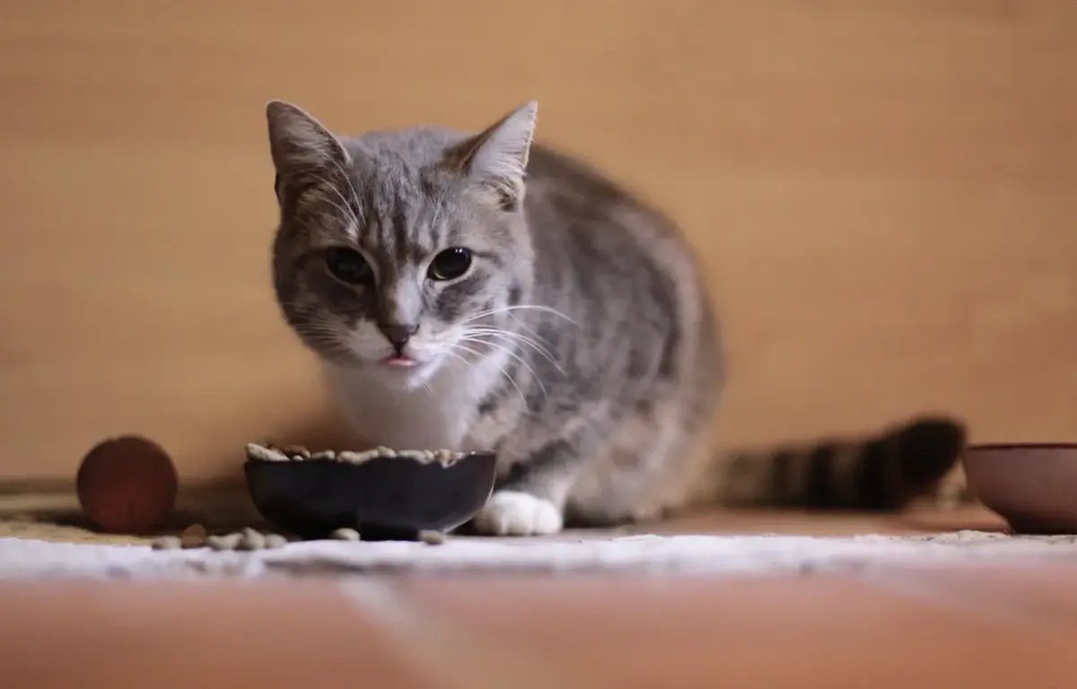 How Long Can Cats Go Without Eating?