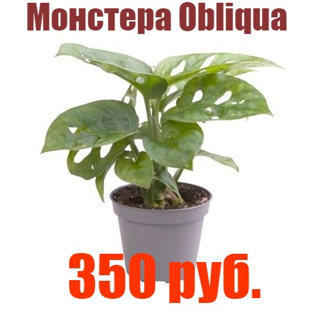 aoo32-Bg-LP0.jpg