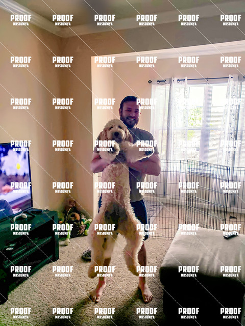doggoclean.jpg