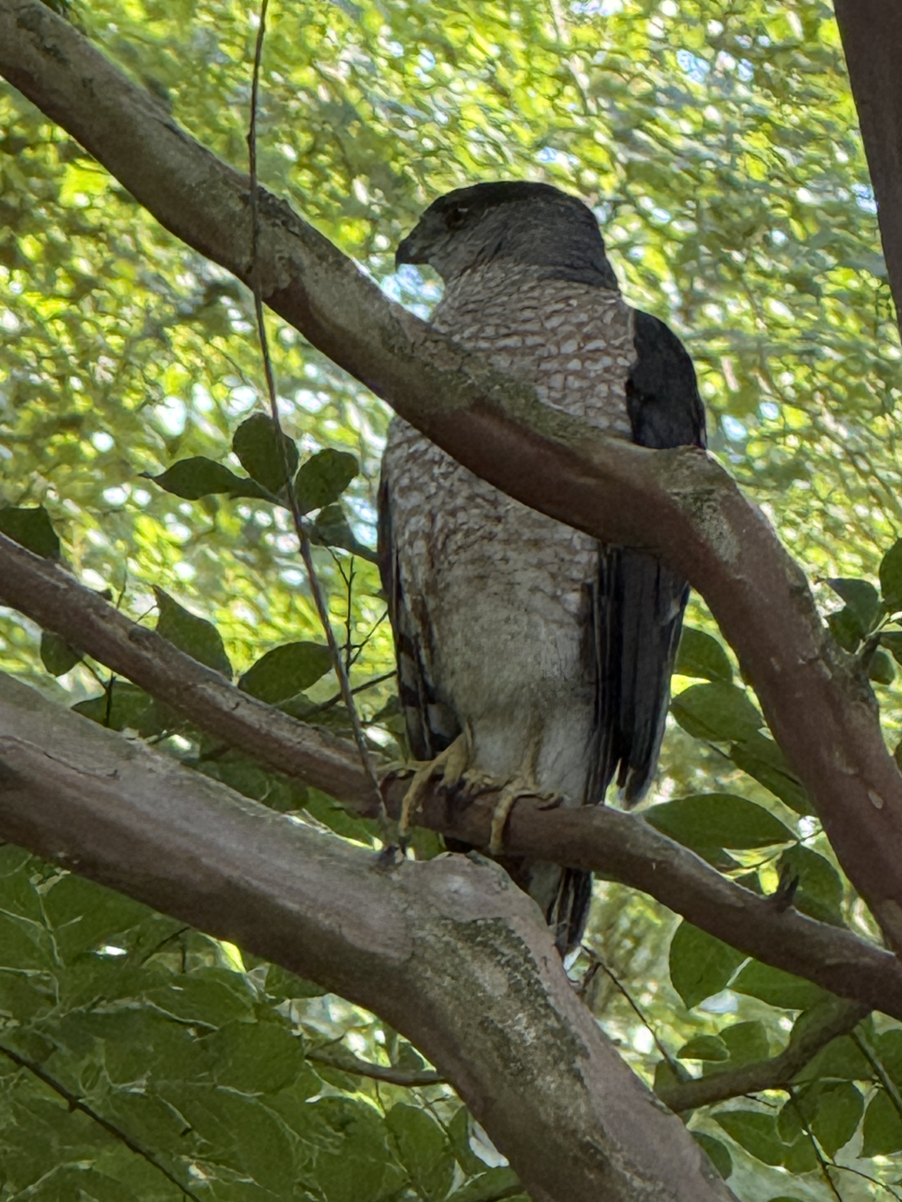 最近認識された鳥の写真