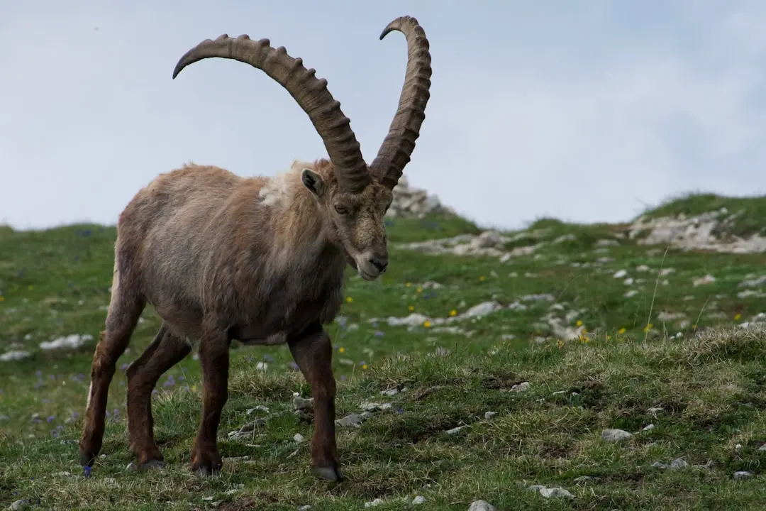 Capricorn’s Relationships Expand as June 4 Horoscope Highlights Personal and Professional Gains