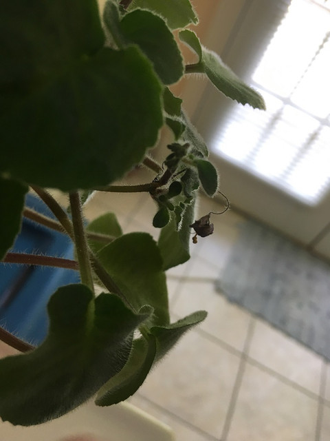 kizareplantlets.jpg