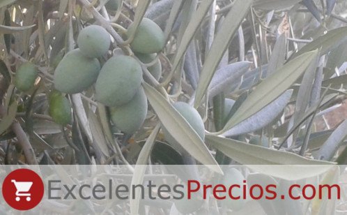 Olive branch, Picual Olives Picual Olives
