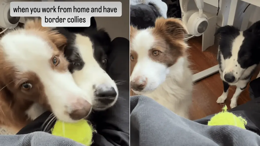 Dogs Interrupt Owner's Work Hours for Playtime