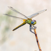 P8195065