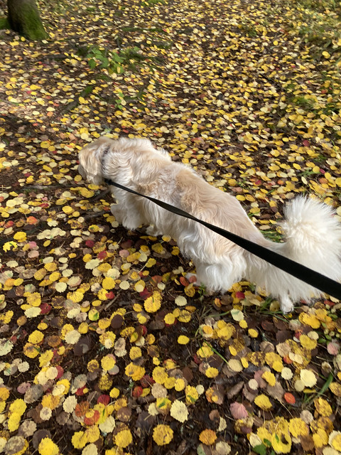 8-C3-E46-D8-90-F9-499-E-A575-D4-E54674-A