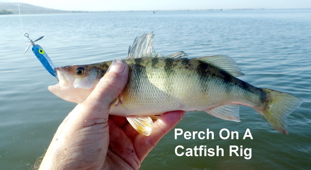 PERCH