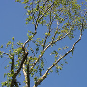 DSC3868