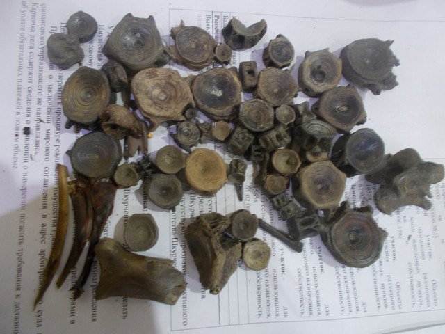 DSCN5188