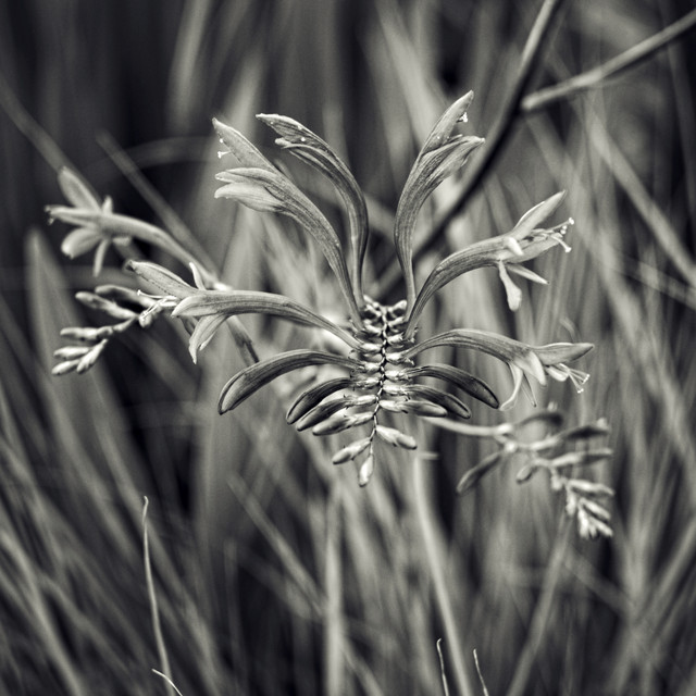 DSCF4310b.jpg