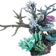 coral2-1