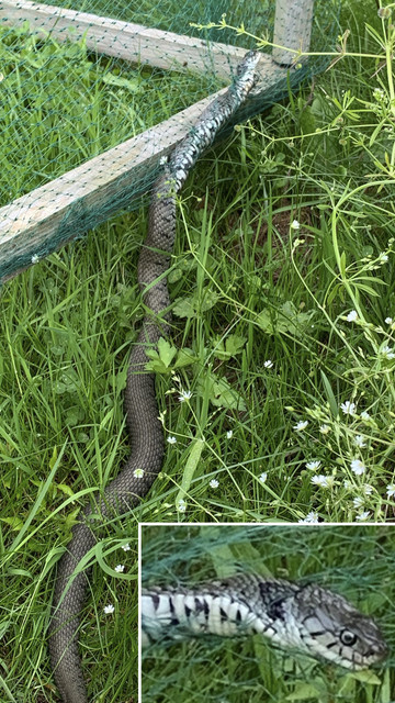 Serpent