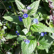 087a-Green-Alkanet
