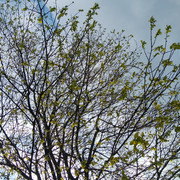DSC-0212