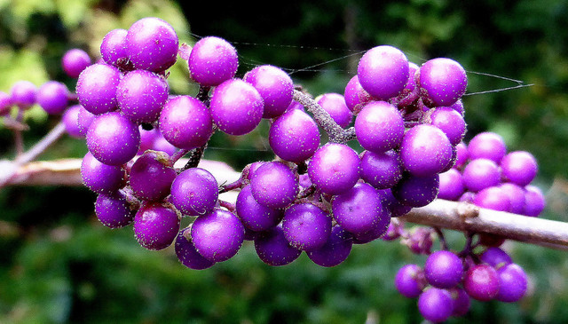 callicarpa1
