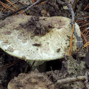 IMG-0424