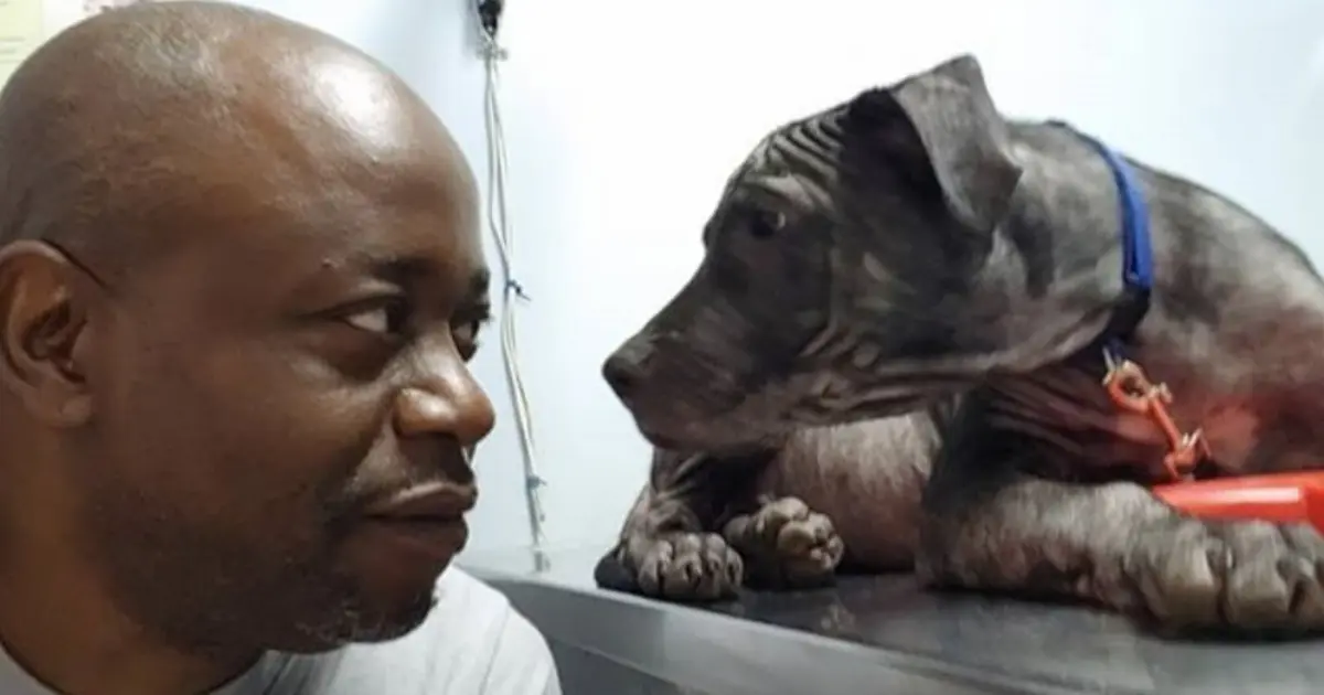 Kind Man Rescues Bald Dog, Touches Hearts with His Sweet Expression