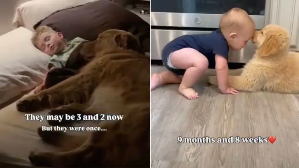 Golden Retriever and Toddler Grow Up Together in Viral Video