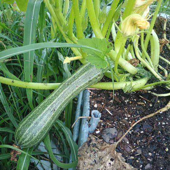 Zucchini7 15 2026.jpg